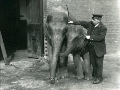 1922年2月22日、ロンドン動物園のキーパーH.ロバートソンとの2人の若い女性のインド象「サンダーモニ」と「サンデマーラ」 作： Frederick William Bond